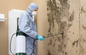 Trusted Centennial Park, AZ Mold Removal & Remediation Experts